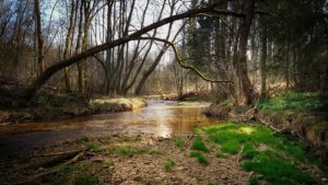 Bachlauf im Wald mit Uferzone